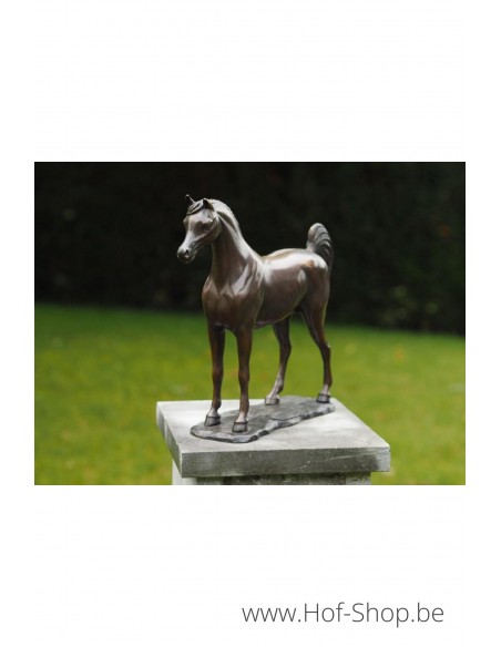 Arabisch paard - bronzen beeld (AN1135BR-B)