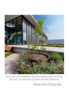 Circum zonder bodem 80 x 40 cm - Adezz Plantenbak in cortenstaal