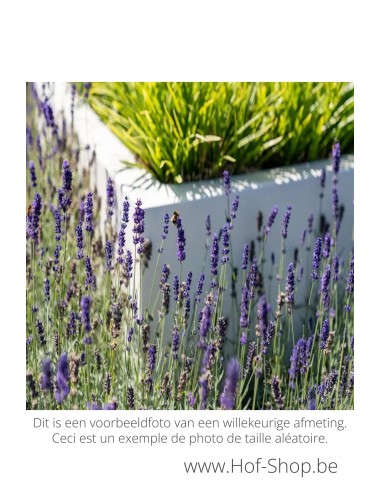 Carrez 200 x 40 x 40 cm - Adezz Plantenbak in polyester