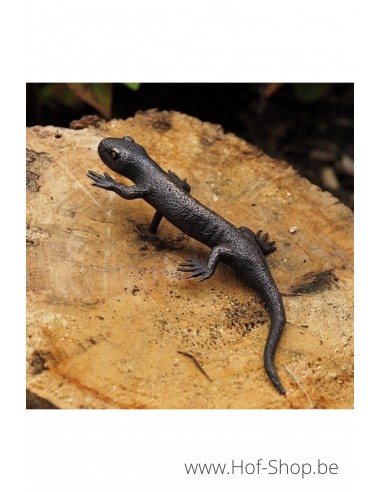 Salamandre - statue en bronze (AN1317BR-B)