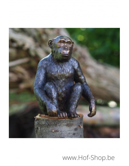 Chimpanzé - bronzen beeld (B94254)