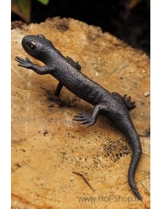 Salamandre - statue en bronze (AN1317BR-B)