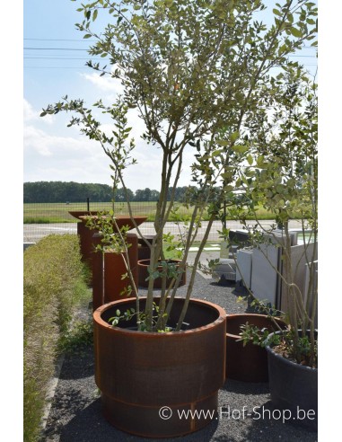 Topic 80 x 60 cm - Adezz Plantenbak in cortenstaal