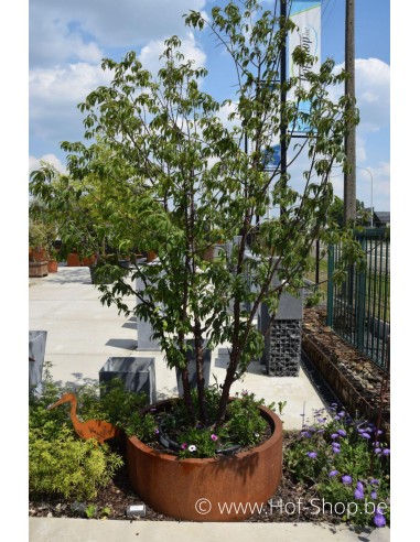 Circum zonder bodem 100 x 40 cm - Adezz Plantenbak in cortenstaal
