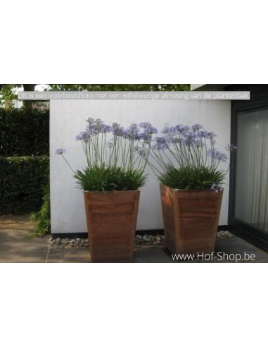 Tap 55 x 55 x 72 cm - Jardinière Adezz en bois dur