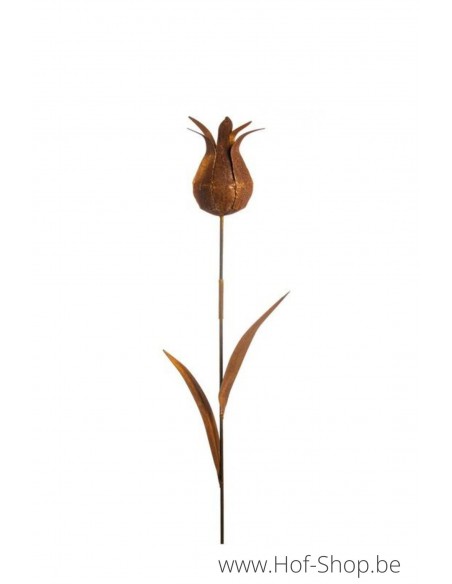 Tulipe Sauvage - figurine en métal Ecorouille (MD70036)