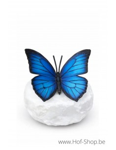 Wings in bronze papillon morpho - statue en bronze (BS1545C)