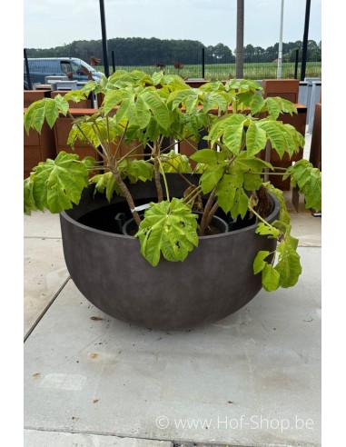 Toonzaalmodel Roco River Stone 150 cm - Cosapots Plantenbak in polyester