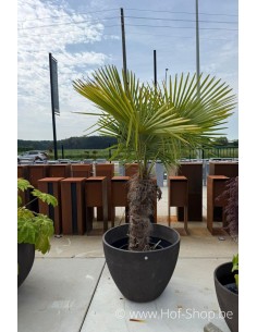 Toonzaalmodel Lupo River Stone 82 cm - Cosapots Plantenbak in polyester