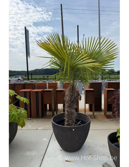 Modèle d'exposition Lupo River Stone 82 cm - Jardinière Cosapots en polyester