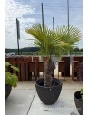Modèle d'exposition Lupo River Stone 82 cm - Jardinière Cosapots en polyester