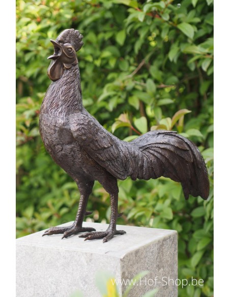 Coq - statue en bronze (AN0484BR-B)